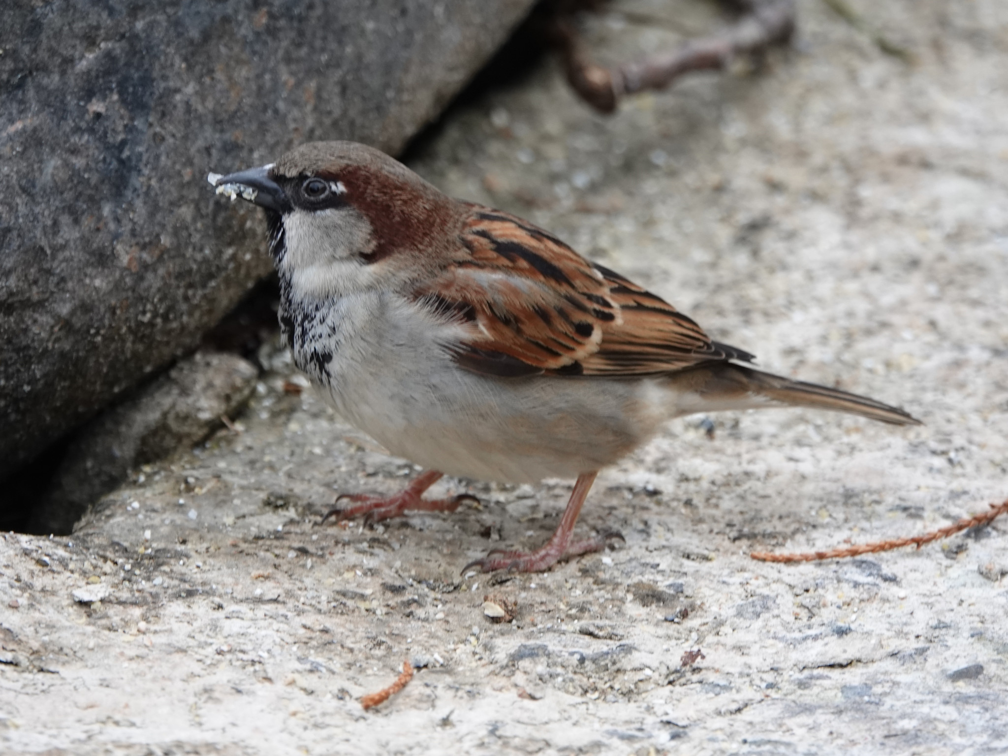 Haussperling <br><span style='font-size: 85%; font-style: italic;'>Passer domesticus</span>-image