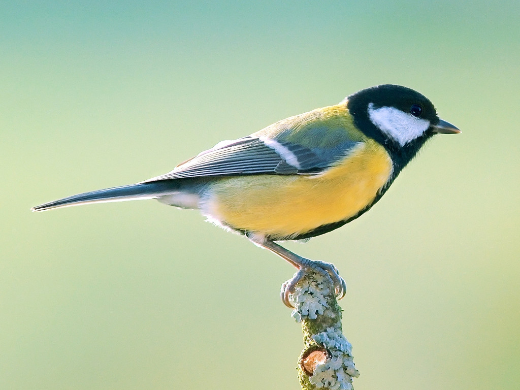 Kohlmeise <br><span style='font-size: 85%; font-style: italic;'>Parus major</span>-image