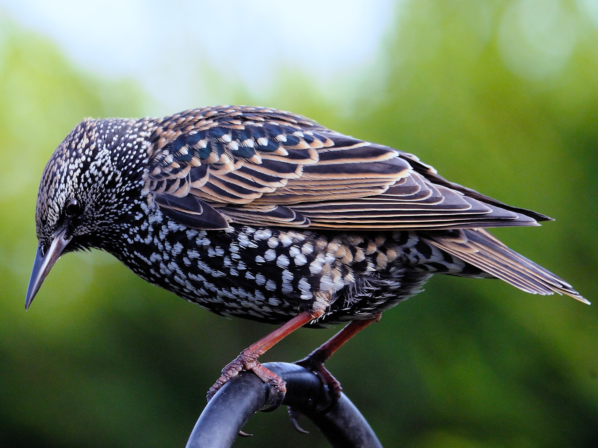 Star <br><span style='font-size: 85%; font-style: italic;'>Sturnus vulgaris</span>-image