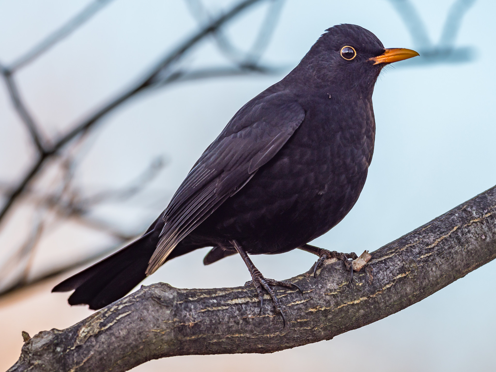 Amsel <br><span style='font-size: 85%; font-style: italic;'>Turdus merula</span>-image